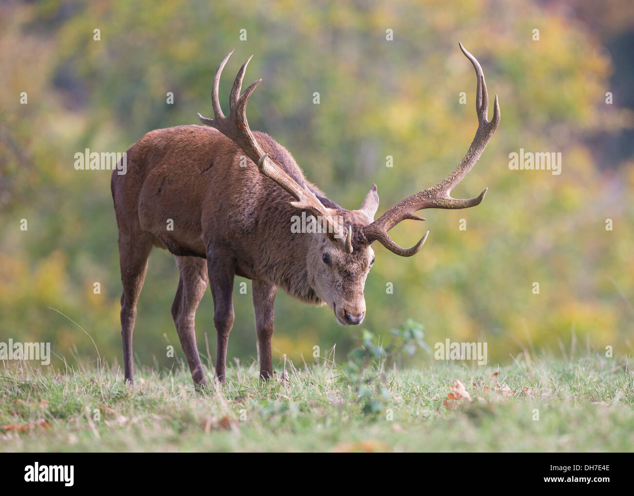 Männliche Rothirsch (Cervus Elaphus) Hirsch Beweidung in Herbst Brunft. Studley Royal, North Yorkshire, Großbritannien Stockfoto