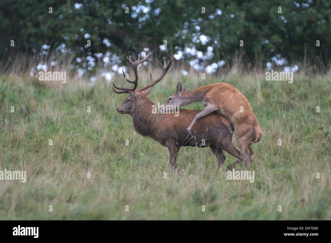 Männliche Rothirsch (Cervus Elaphus) Hirsch von weiblichen Hind in Herbst Brunft montiert wird. Studley Royal, North Yorkshire, Großbritannien Stockfoto