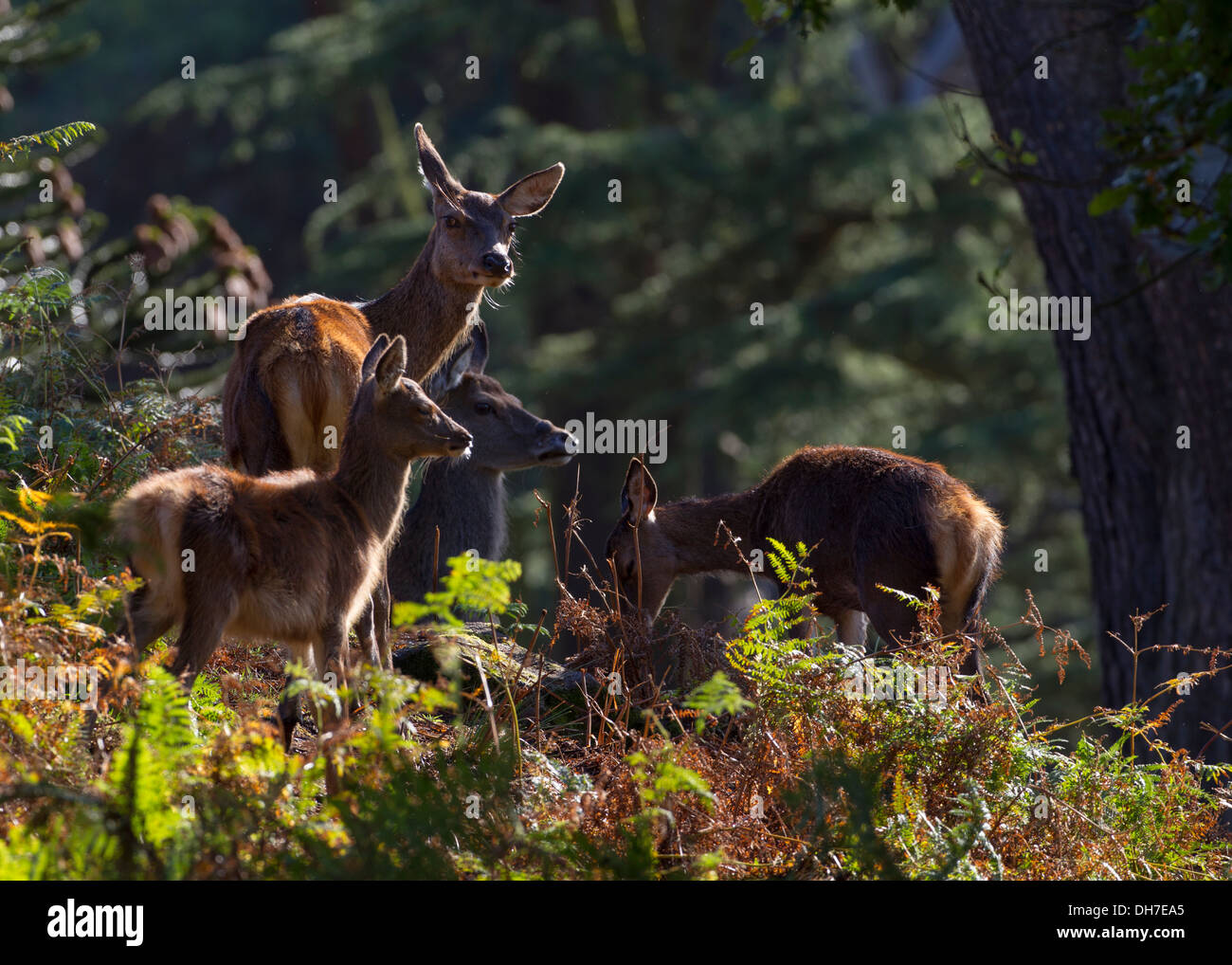 Weibliche Rothirsch (Cervus Elaphus) Hinds lange Gras und Bracken. Sonnendurchflutetes Studley Royal, North Yorkshire, Großbritannien Stockfoto