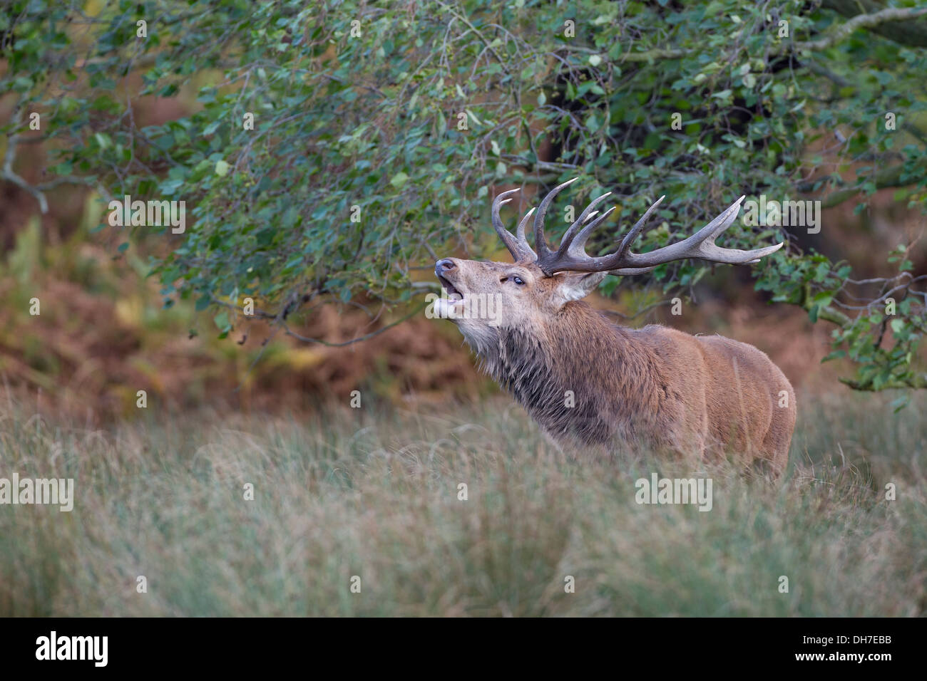 Männliche Rothirsch (Cervus Elaphus) Hirsch brüllen während Herbst Brunft. Studley Royal, North Yorkshire, Großbritannien Stockfoto