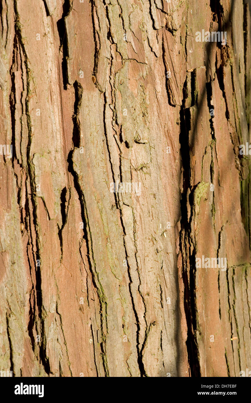 Kalifornien Räucherstäbchen Cedar, Calocedrus decurrens Stockfoto