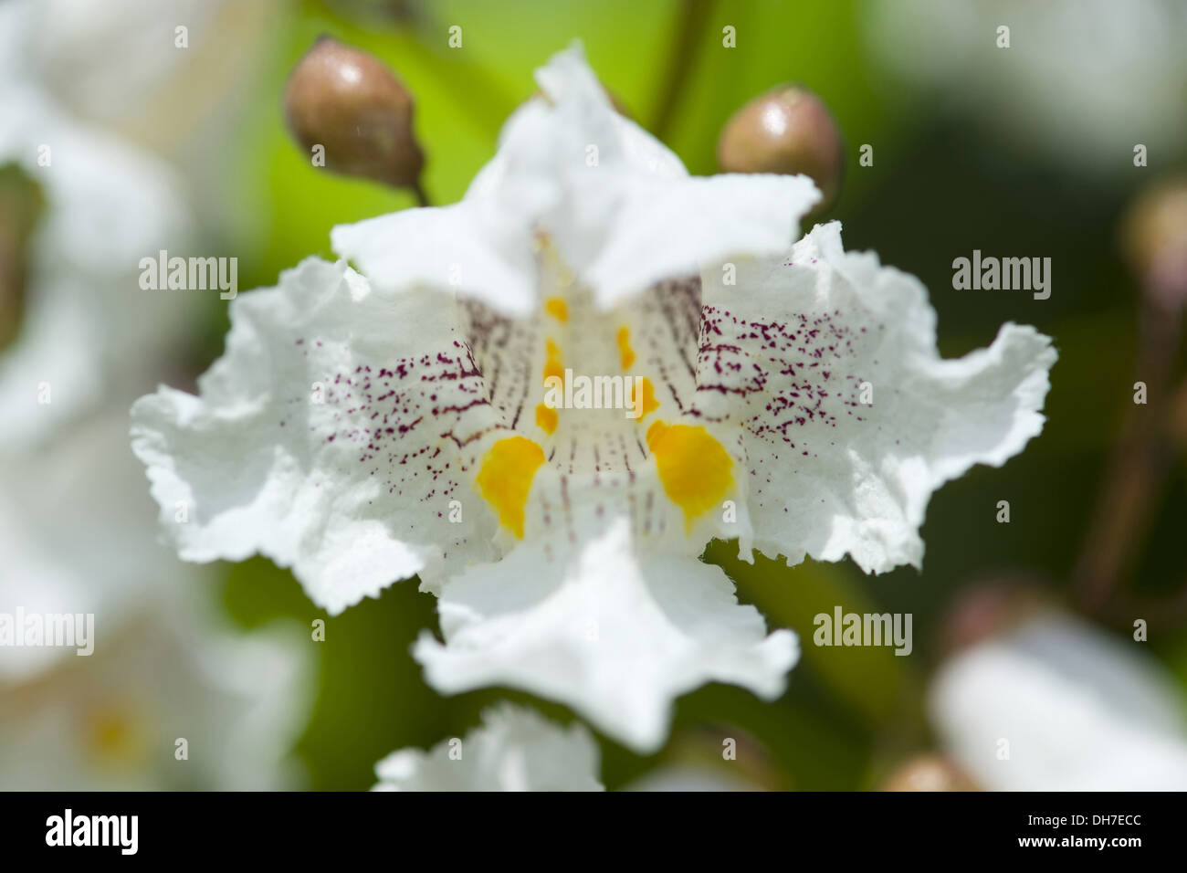 südlichen Catalpa, Catalpa bignonioides Stockfoto