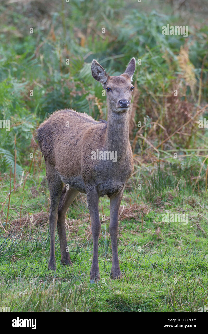 Weibliche Rothirsch (Cervus Elaphus) Hind lange Gras und Bracken. Schwanger. Studley Royal, North Yorkshire, Großbritannien Stockfoto