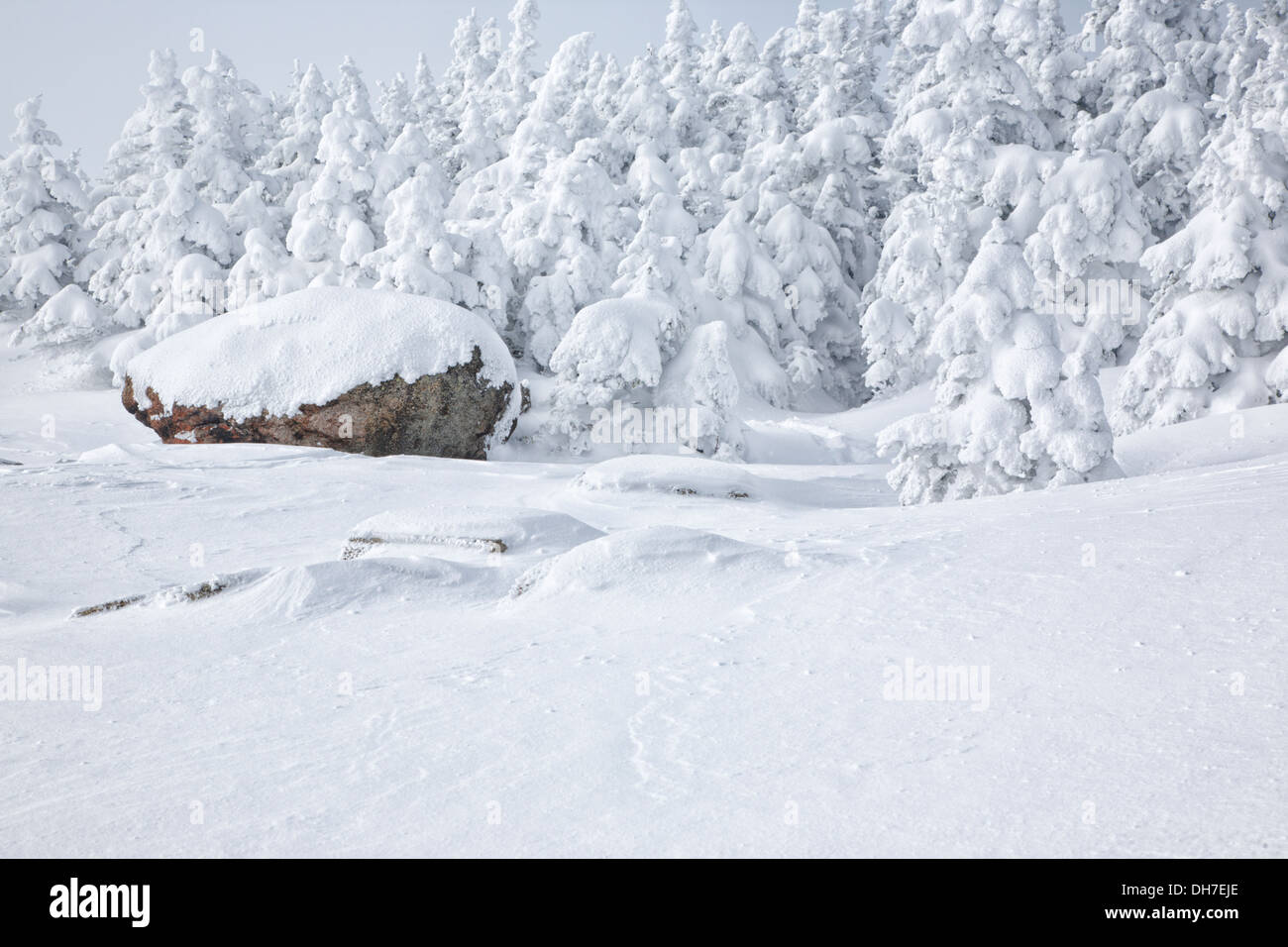 Schneebedeckte Nadelholz Wald entlang des Mount Osceola Trail auf dem Gipfel des Mount Osceola in den White Mountains, New Hampshire USA während der Wintermonate Stockfoto