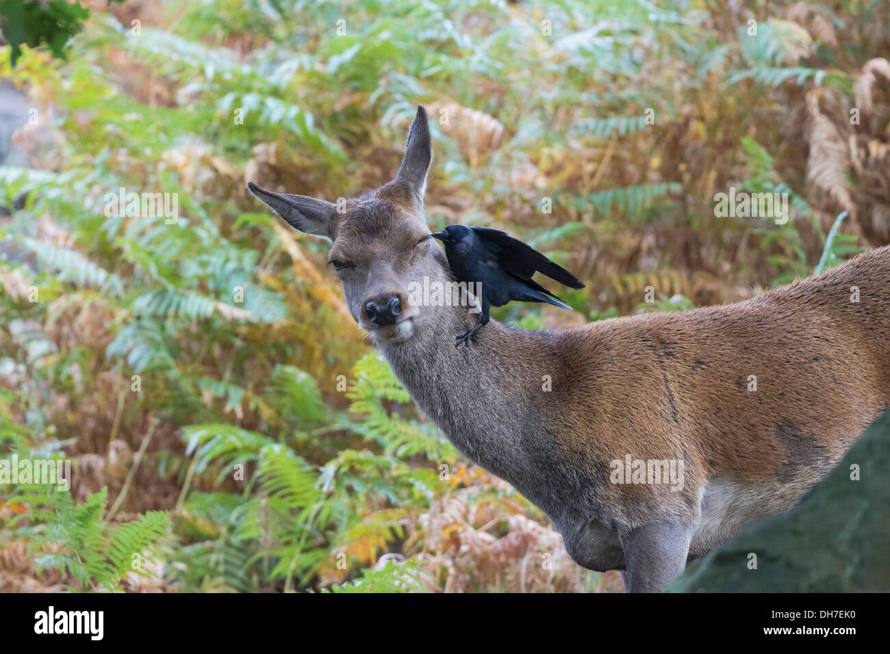 Weibliche Rothirsch (Cervus Elaphus) Hind im Bracken mit Dohle Reinigung von Parasiten und Zecken. Studley Royal, North Yorkshire, Großbritannien Stockfoto