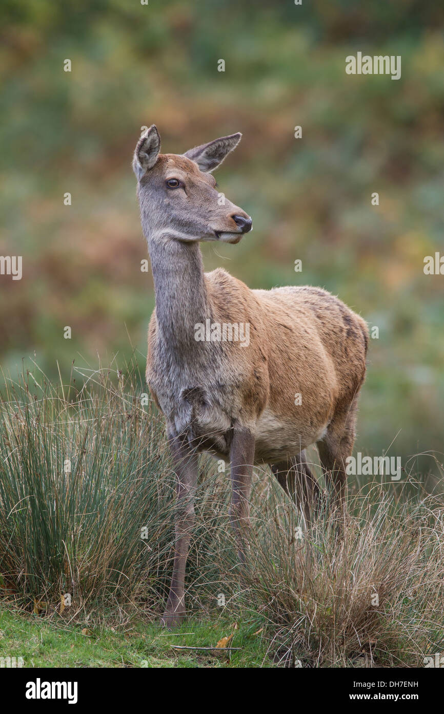 Weibliche Rothirsch (Cervus Elaphus) Hind lange Gras. Schwanger. Studley Royal, North Yorkshire, Großbritannien Stockfoto
