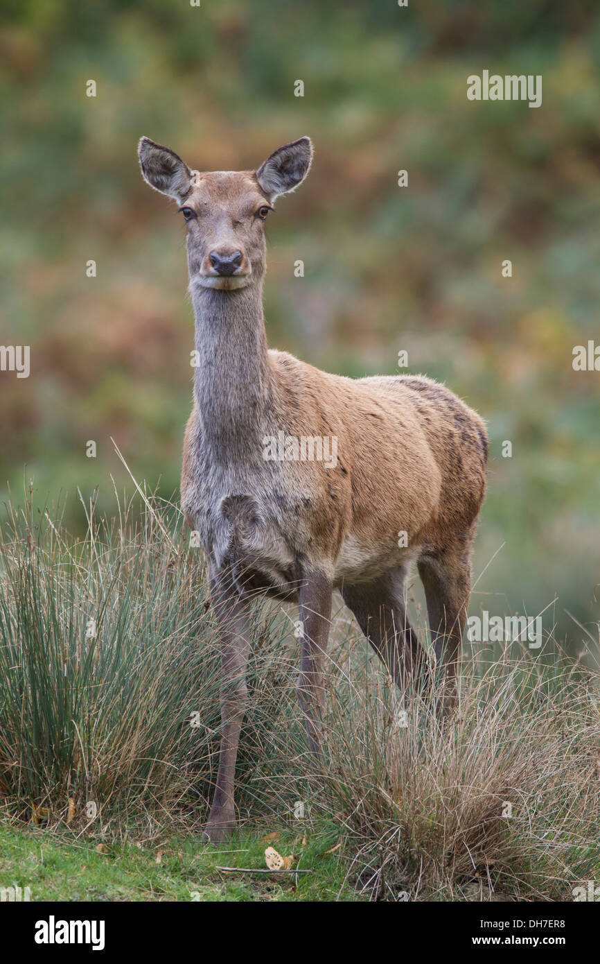 Weibliche Rothirsch (Cervus Elaphus) Hind lange Gras. Schwanger. Studley Royal, North Yorkshire, Großbritannien Stockfoto