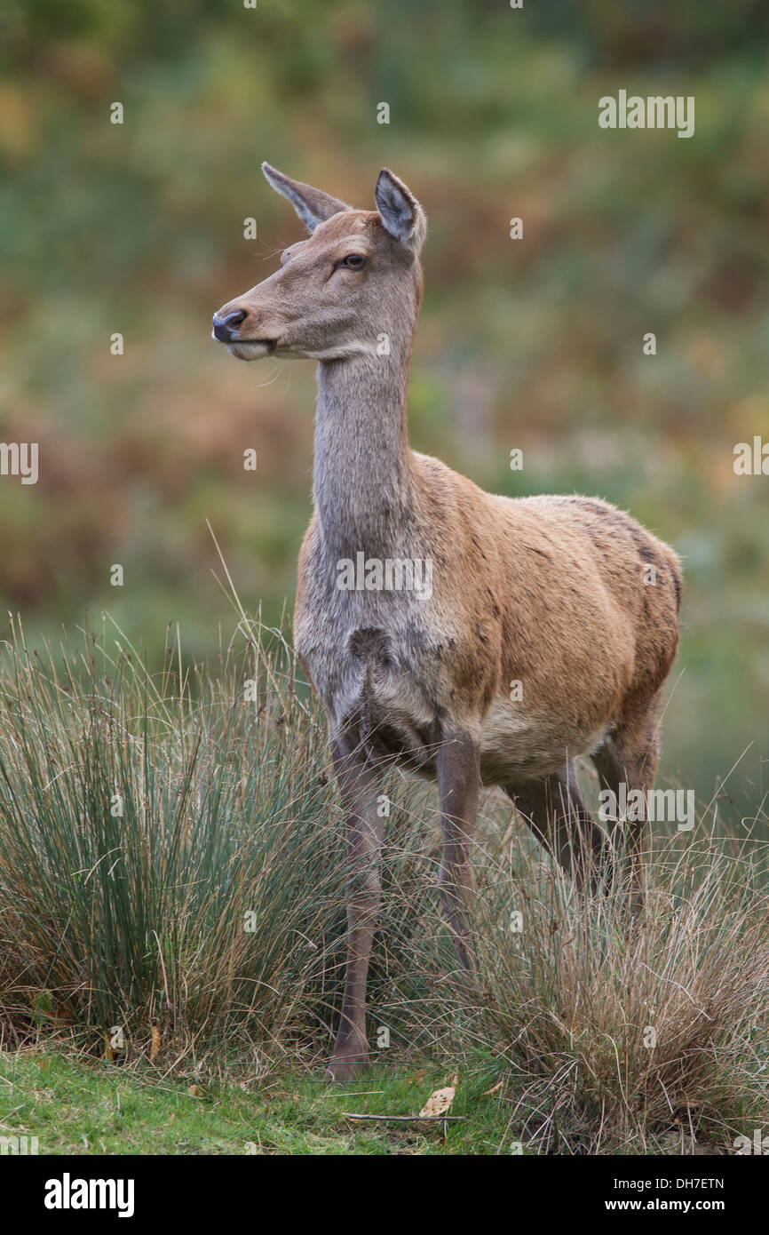 Weibliche Rothirsch (Cervus Elaphus) Hind lange Gras. Schwanger. Studley Royal, North Yorkshire, Großbritannien Stockfoto
