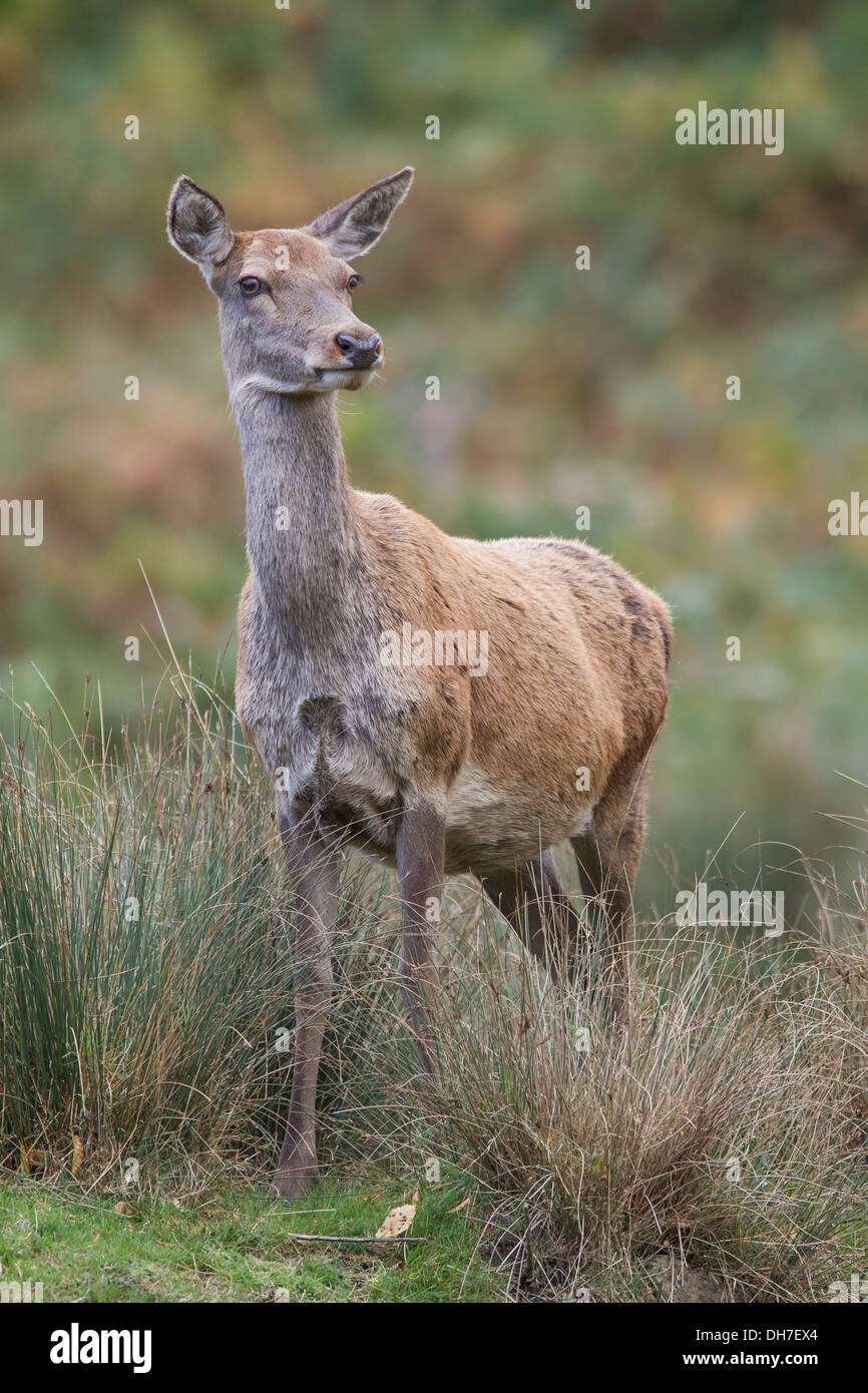 Weibliche Rothirsch (Cervus Elaphus) Hind lange Gras. Schwanger. Studley Royal, North Yorkshire, Großbritannien Stockfoto