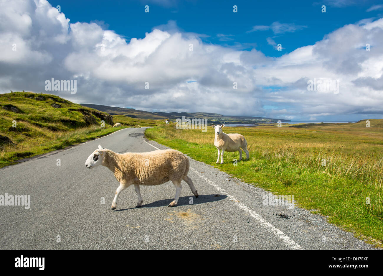 Sheep Crossing Single Lane Road Auf Der Isle Of Skye In Schottland Stockfoto