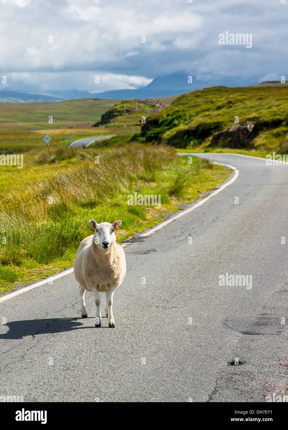 Sheep Crossing Single Lane Road Auf Der Isle Of Skye In Schottland Stockfoto