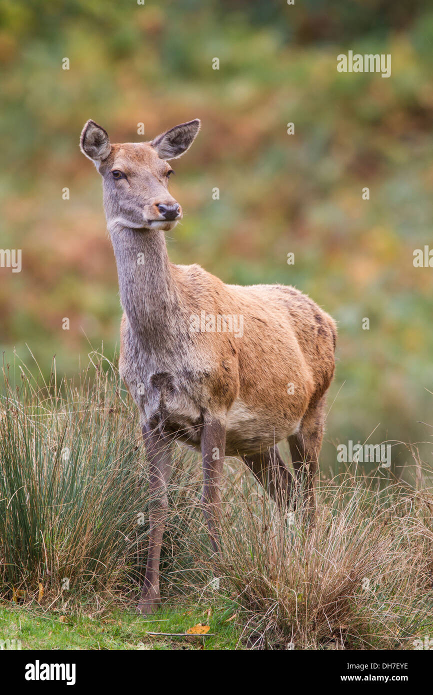 Weibliche Rothirsch (Cervus Elaphus) Hind lange Gras. Schwanger. Studley Royal, North Yorkshire, Großbritannien Stockfoto