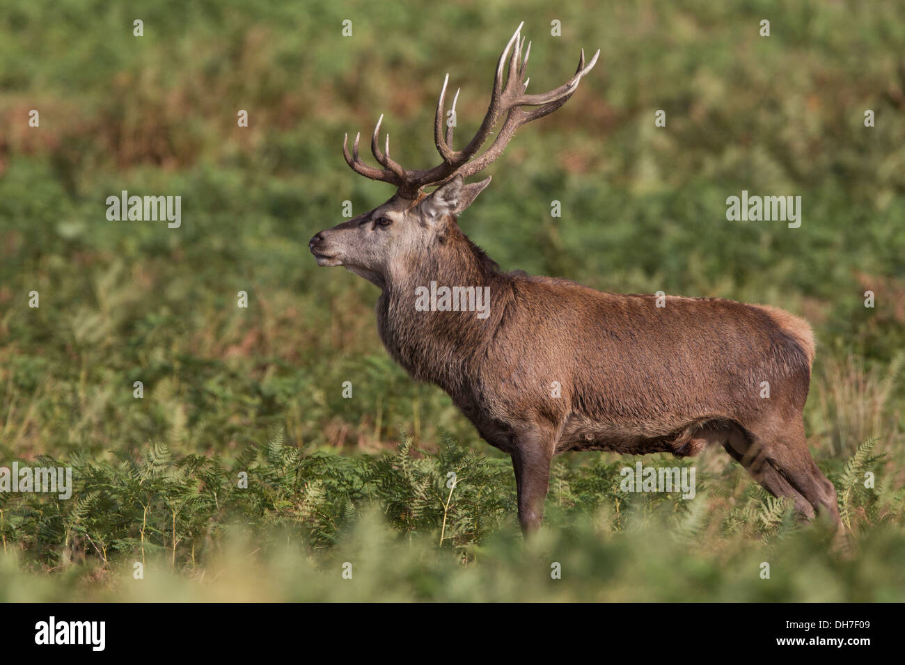 Männliche Rothirsch (Cervus Elaphus) Hirsch in Herbst Brunft. Studley Royal, North Yorkshire, Großbritannien Stockfoto