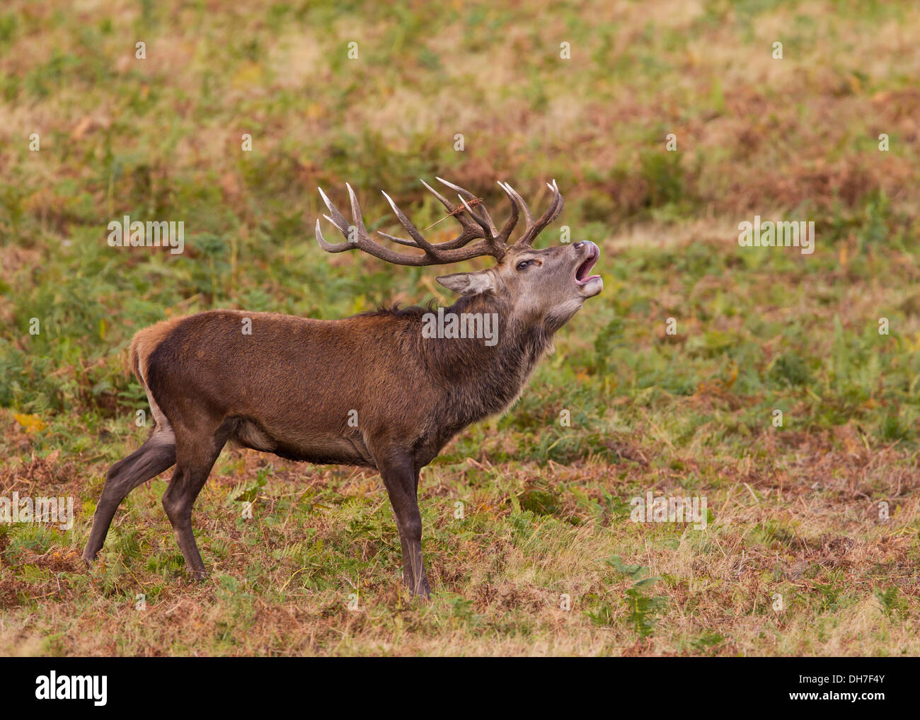 Männliche Rothirsch (Cervus Elaphus) Hirsch brüllen während Herbst Brunft. Studley Royal, North Yorkshire, Großbritannien Stockfoto