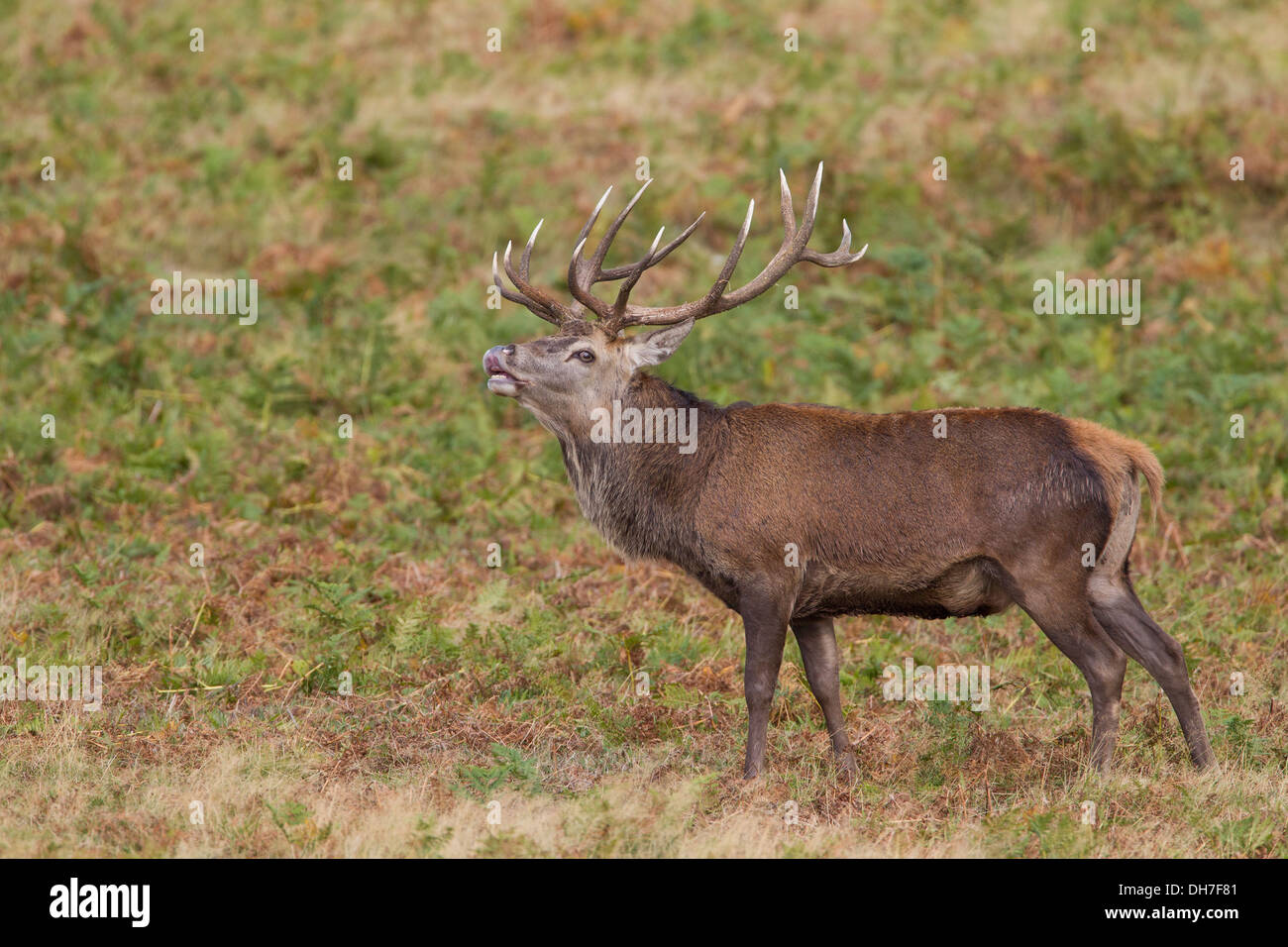 Männliche Rothirsch (Cervus Elaphus) Hirsch brüllen während Herbst Brunft. Studley Royal, North Yorkshire, Großbritannien Stockfoto