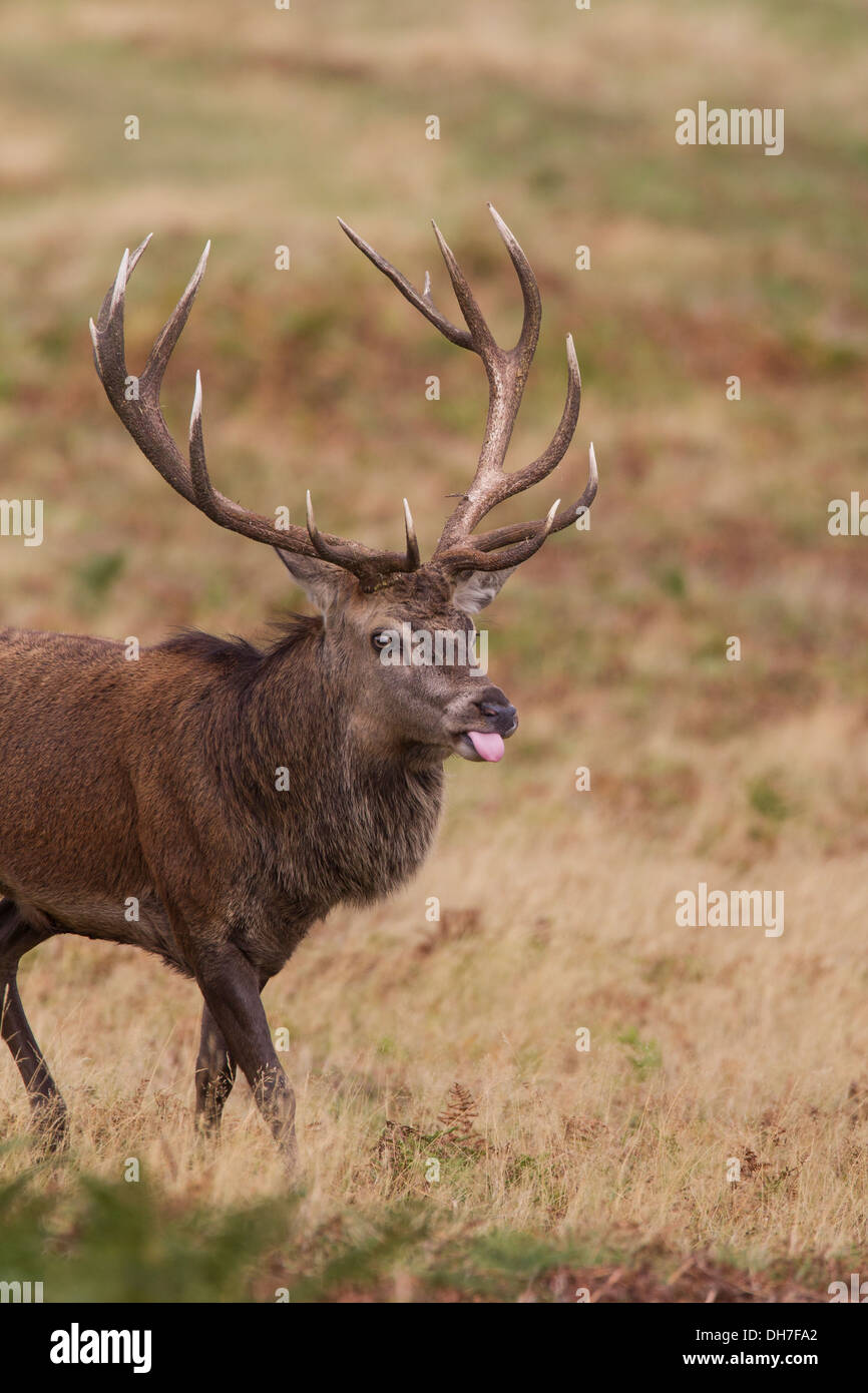 Männliche Hirsch Rothirsch (Cervus Elaphus). Flehmen Antwort (Verkostung der Luft) in Herbst Brunft. Studley Royal, North Yorkshire, Großbritannien Stockfoto