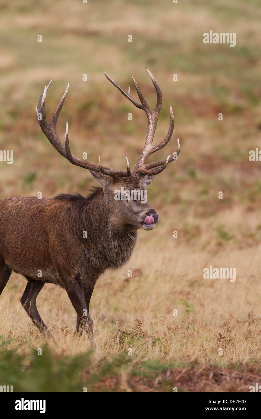 Männliche Hirsch Rothirsch (Cervus Elaphus). Flehmen Antwort (Verkostung der Luft) in Herbst Brunft. Studley Royal, North Yorkshire, Großbritannien Stockfoto