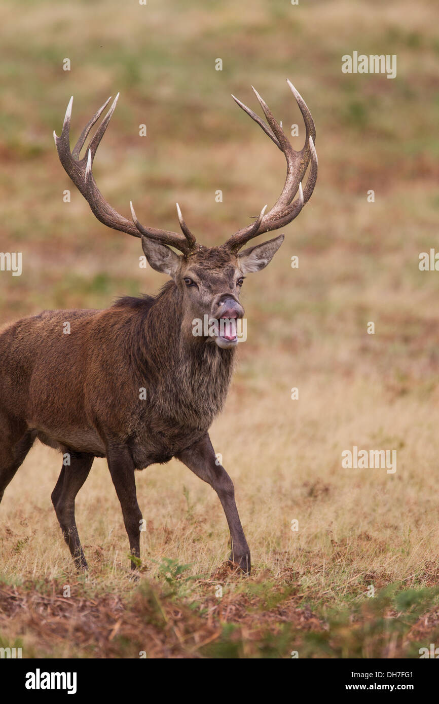 Männliche Hirsch Rothirsch (Cervus Elaphus). Flehmen Antwort (Verkostung der Luft) in Herbst Brunft. Studley Royal, North Yorkshire, Großbritannien Stockfoto