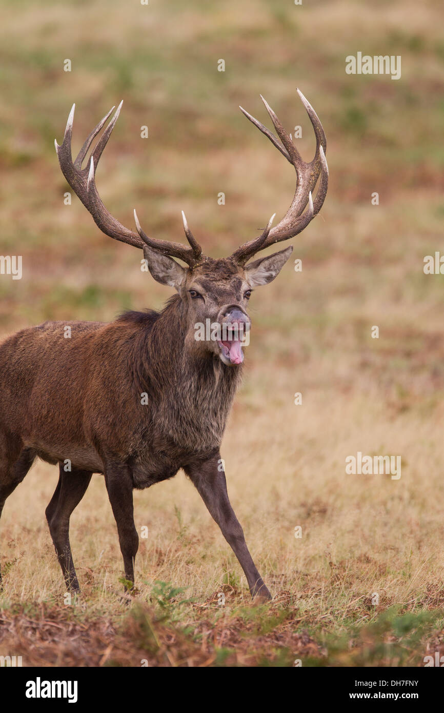 Männliche Hirsch Rothirsch (Cervus Elaphus). Flehmen Antwort (Verkostung der Luft) in Herbst Brunft. Studley Royal, North Yorkshire, Großbritannien Stockfoto