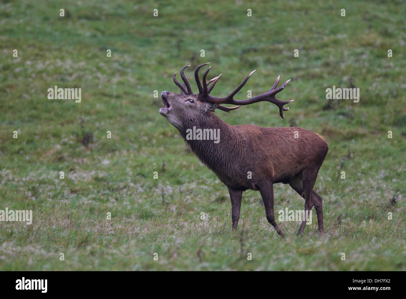 Männliche Rothirsch (Cervus Elaphus) Hirsch brüllen während Herbst Brunft. Studley Royal, North Yorkshire, Großbritannien Stockfoto
