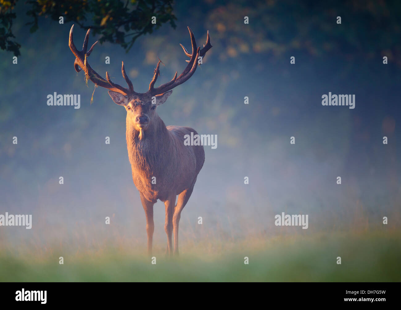Männliche Rothirsch (Cervus Elaphus) Hirsch im frühen Morgenlicht. Studley Royal, North Yorkshire, Großbritannien Stockfoto