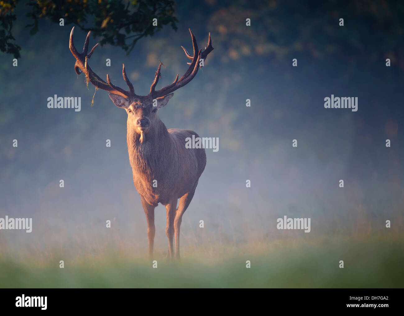 Männliche Rothirsch (Cervus Elaphus) Hirsch im frühen Morgenlicht. Studley Royal, North Yorkshire, Großbritannien Stockfoto