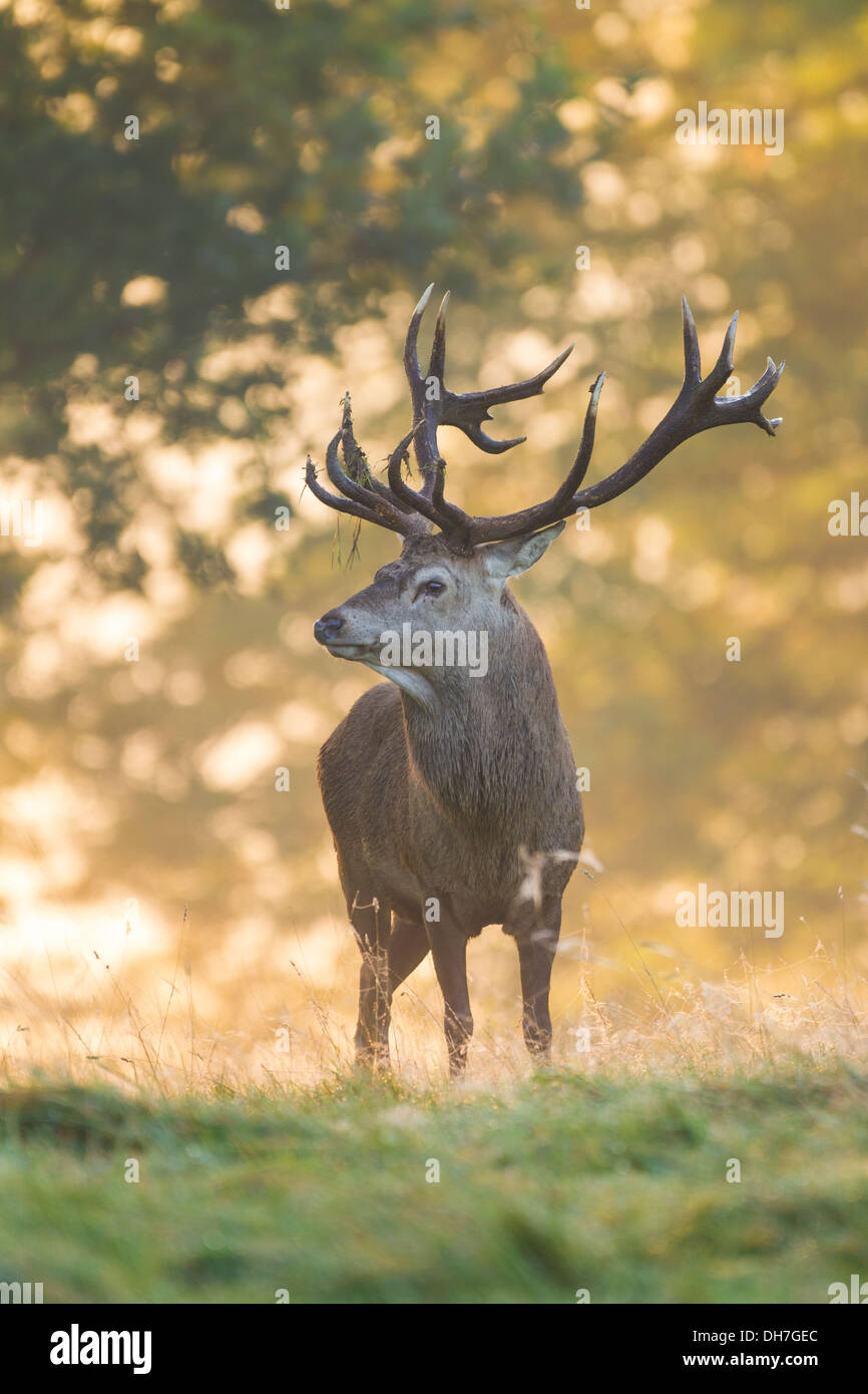 Männliche Rothirsch (Cervus Elaphus) Hirsch im frühen Morgenlicht. Studley Royal, North Yorkshire, Großbritannien Stockfoto