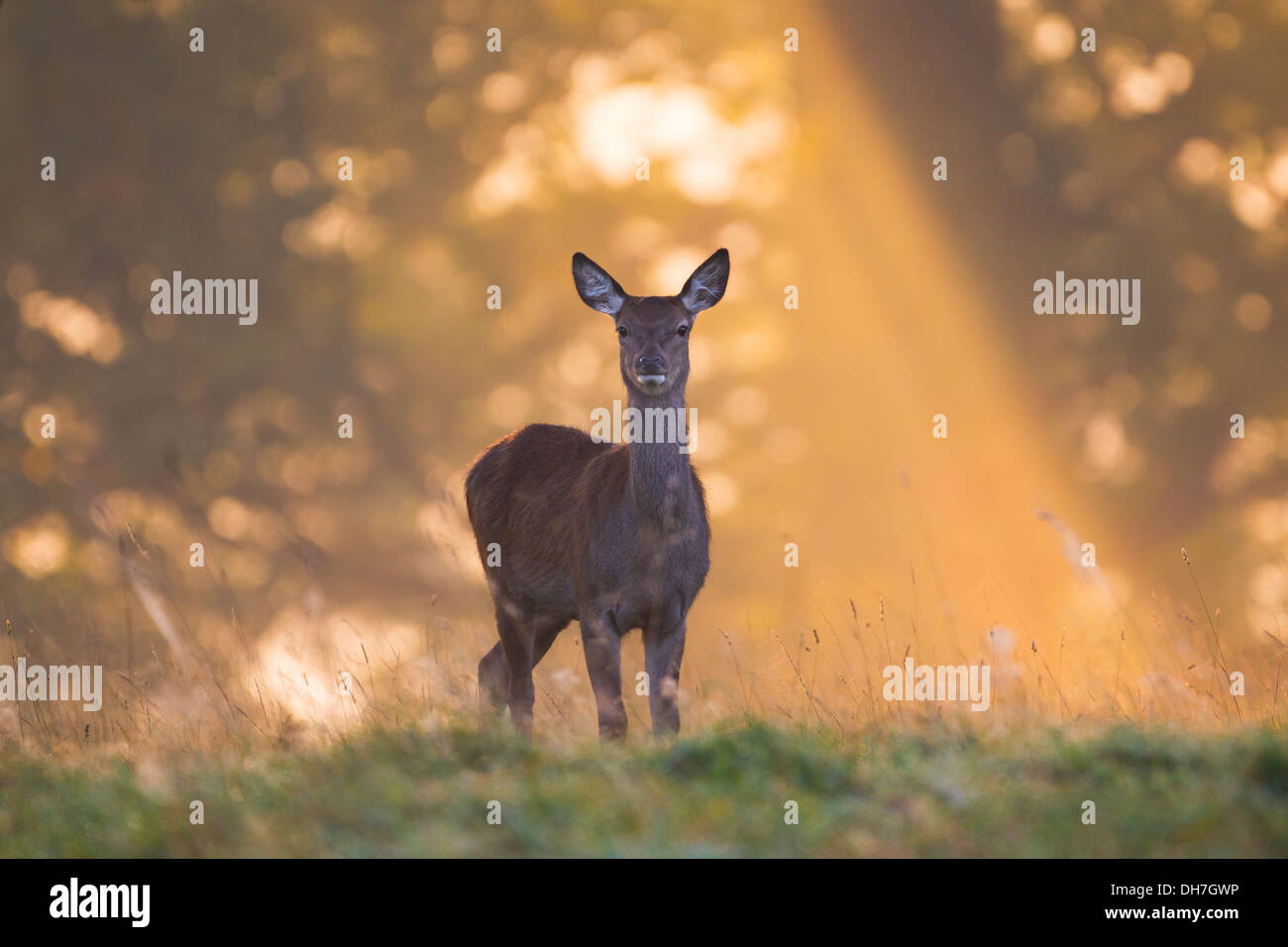 Weibliche Rothirsch (Cervus Elaphus) Hind im morgendlichen Sonnenlicht. Studley Royal, North Yorkshire, Großbritannien Stockfoto