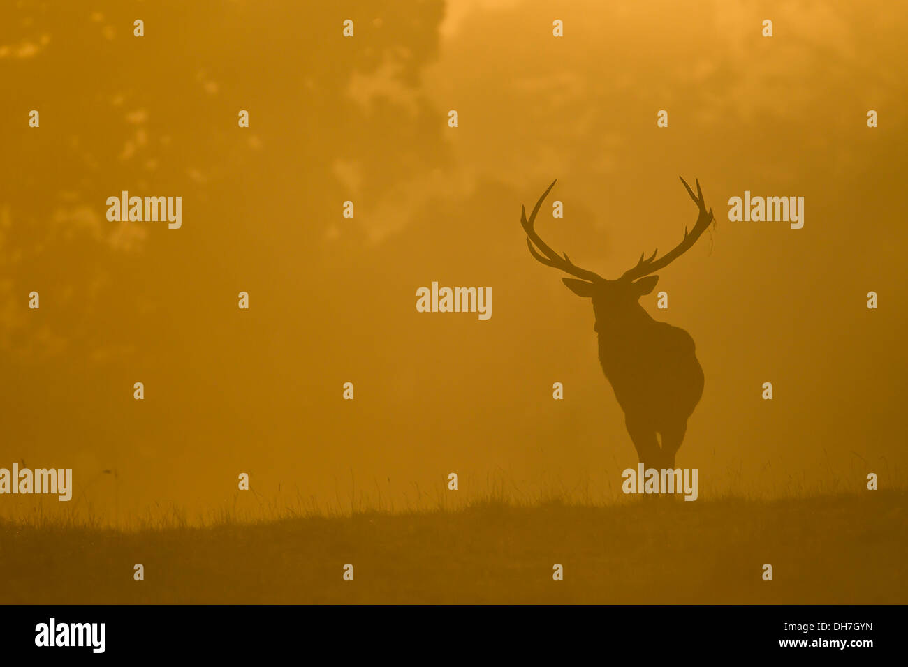 Männliche Rothirsch (Cervus Elaphus) Hirsch im frühen Morgenlicht. Studley Royal, North Yorkshire, Großbritannien Stockfoto