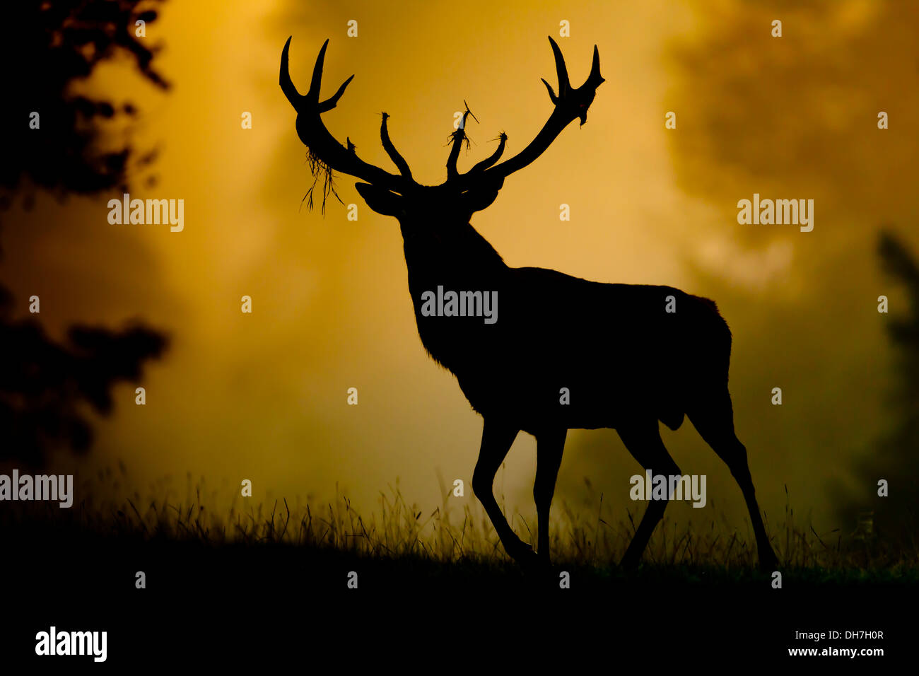 Männliche Rothirsch (Cervus Elaphus) Hirsch im frühen Morgenlicht. Studley Royal, North Yorkshire, Großbritannien Stockfoto