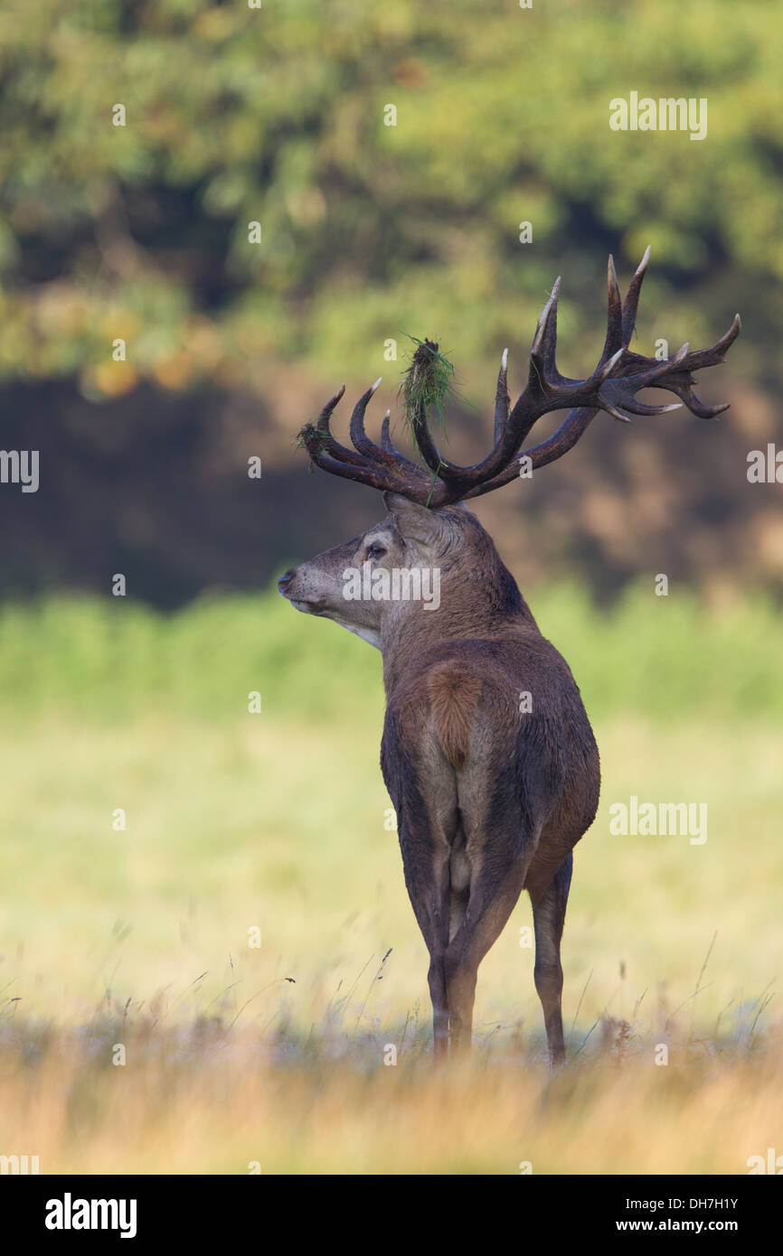 Männliche Rothirsch (Cervus Elaphus) Hirsch in einer Parklandschaft. Eindrucksvolle Geweih.                        Studley Royal, North Yorkshire, Großbritannien Stockfoto