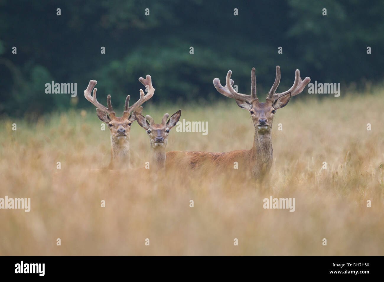 Drei Jugendliche männliche Rothirsch (Cervus Elaphus) Hirschen in Grünland. Samt bedeckt Geweih. Studley Royal, North Yorkshire, Großbritannien Stockfoto