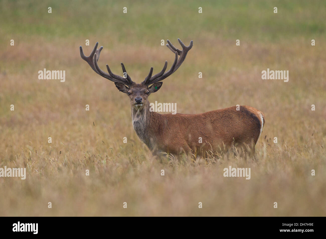 Männliche Rothirsch (Cervus Elaphus) Hirsch in Grünland. Eindrucksvolle Geweih.                        Studley Royal, North Yorkshire, Großbritannien Stockfoto