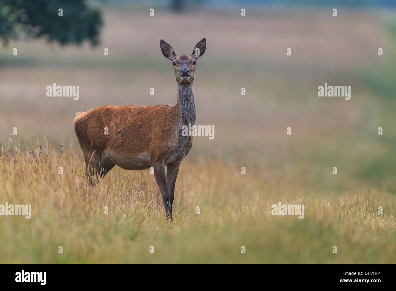Weibliche Rothirsch (Cervus Elaphus) Hind lange Gras. Studley Royal, North Yorkshire, Großbritannien Stockfoto
