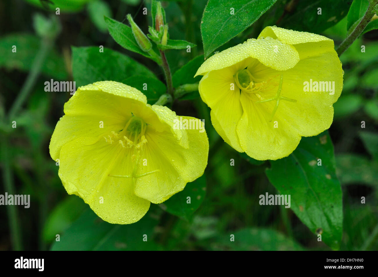 Zwei Nachtkerze Blumen UK Stockfoto