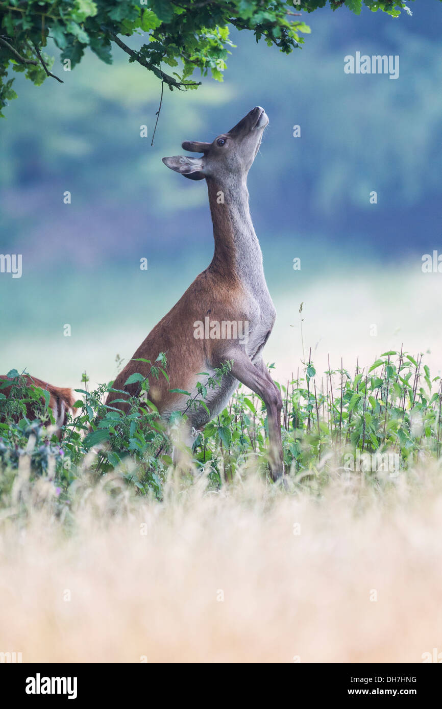 Weibliche Rothirsch (Cervus Elaphus) Hind Stand auf hinteren Beinen, Blätter vom Baum zu essen. Studley Royal, North Yorkshire, Großbritannien Stockfoto