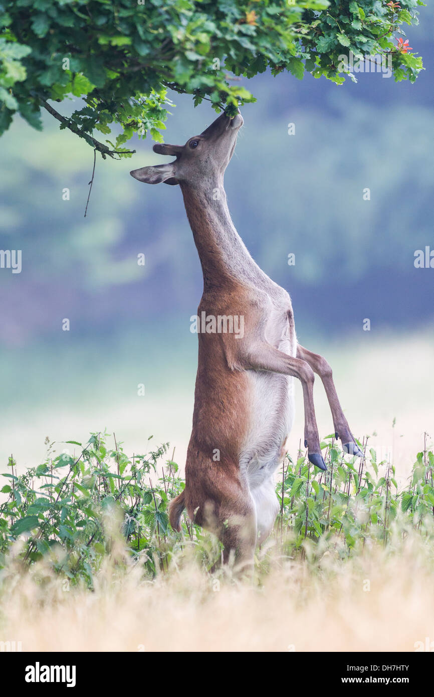 Weibliche Rothirsch (Cervus Elaphus) Hind Stand auf hinteren Beinen, Blätter vom Baum zu essen. Studley Royal, North Yorkshire, Großbritannien Stockfoto