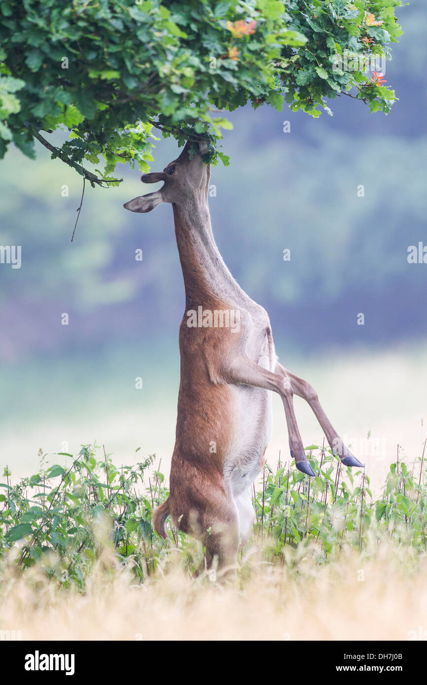 Weibliche Rothirsch (Cervus Elaphus) Hind Stand auf hinteren Beinen, Blätter vom Baum zu essen. Studley Royal, North Yorkshire, Großbritannien Stockfoto