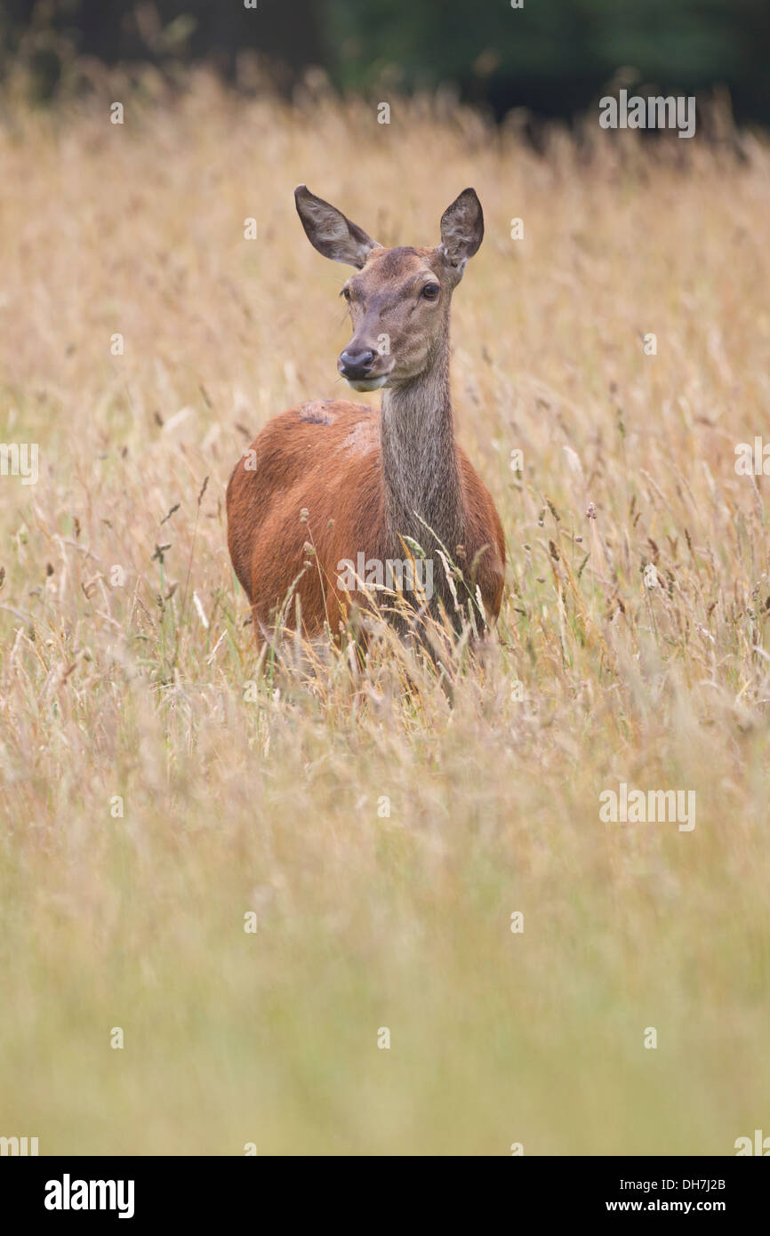 Weibliche Rothirsch (Cervus Elaphus) Hind lange Gras. Studley Royal, North Yorkshire, Großbritannien Stockfoto