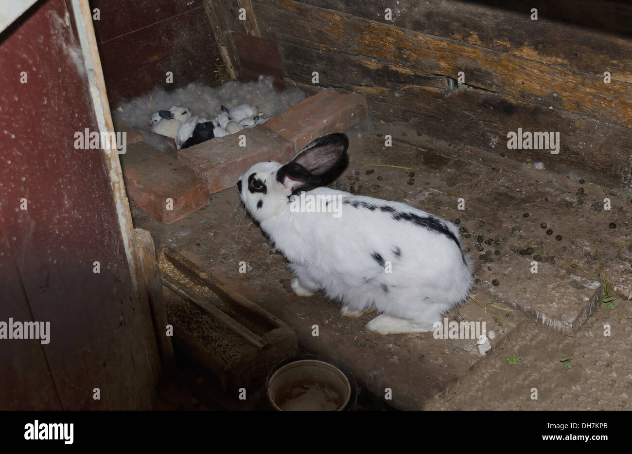Niedlichen Kaninchen und Mutter im Käfig Stockfoto