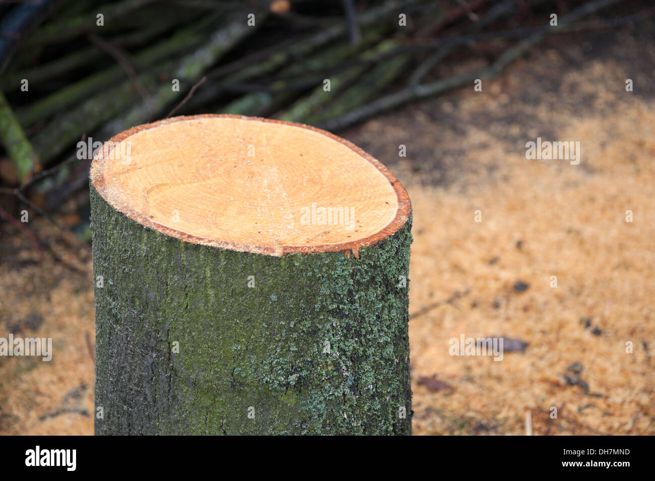 Frisch geschnitten Sie unten Baumstumpf Wurzel gefällt Sägemehl Stockfoto