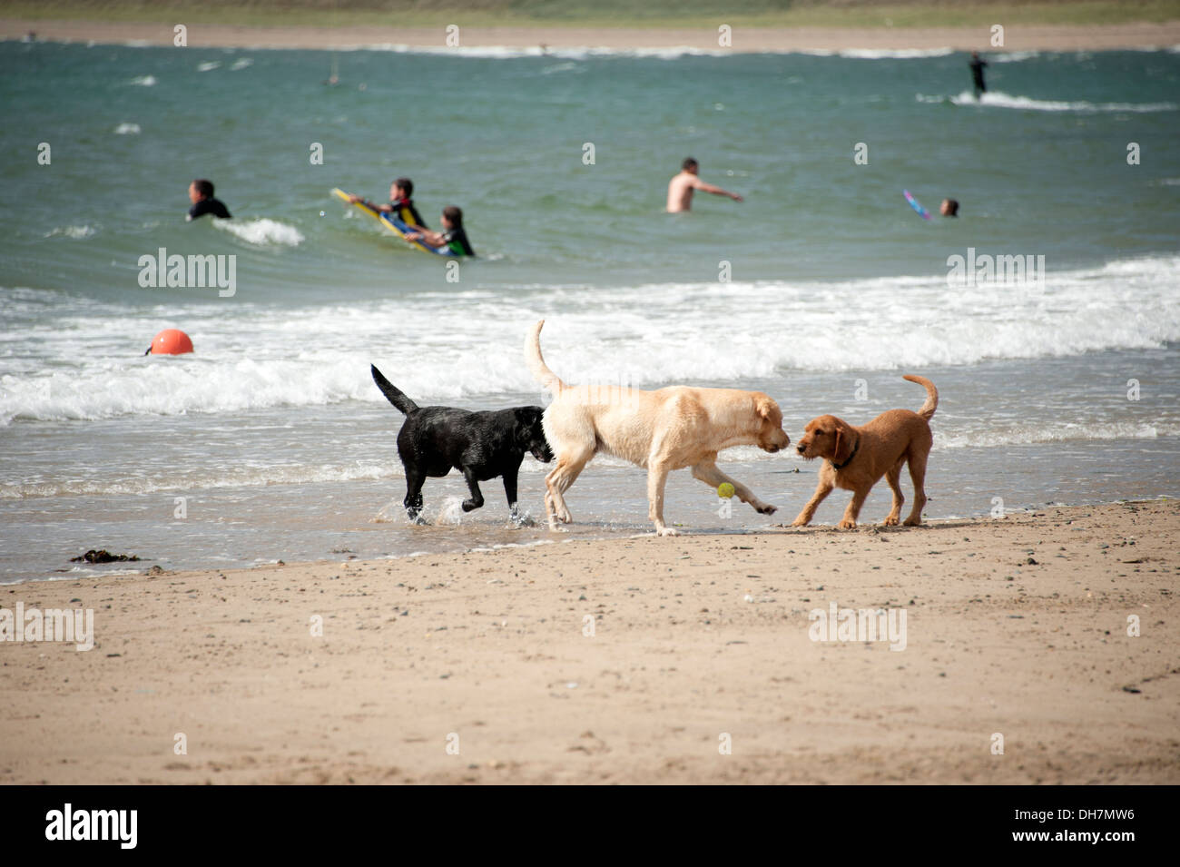 Hunde und Surfer spielen am Sandstrand und Meer Spaß Stockfoto