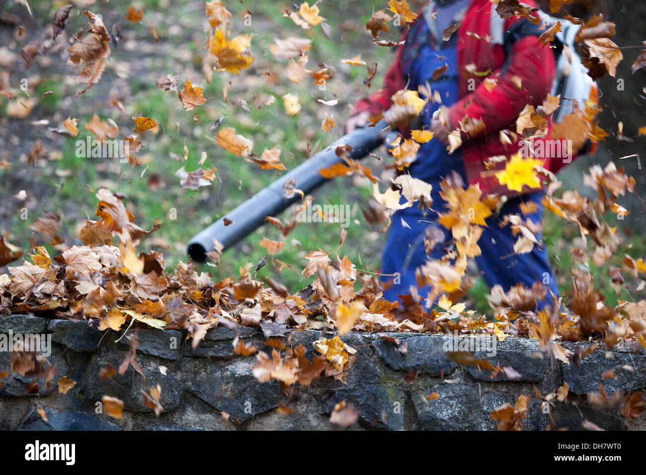 Laubbläser blasen die Blätter der Garten Rasen, Werkzeuge zur Reinigung Blätter im Herbst gefallen Stockfoto