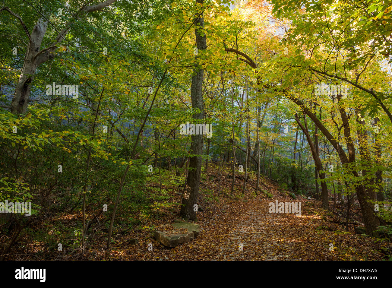 An einem ruhigen Herbstmorgen im Stone Mountain Park bei Atlanta, Georgia, zieht sich das Sonnenlicht durch die Bäume. (USA) Stockfoto