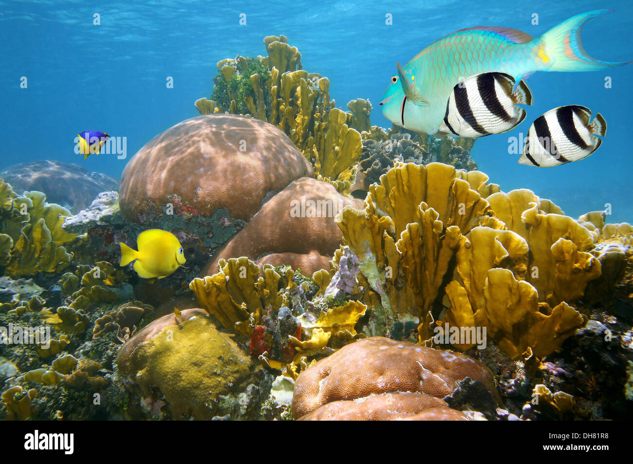 Gesundes Korallenriff mit tropischen Fischen unter dem karibischen Meer Stockfoto
