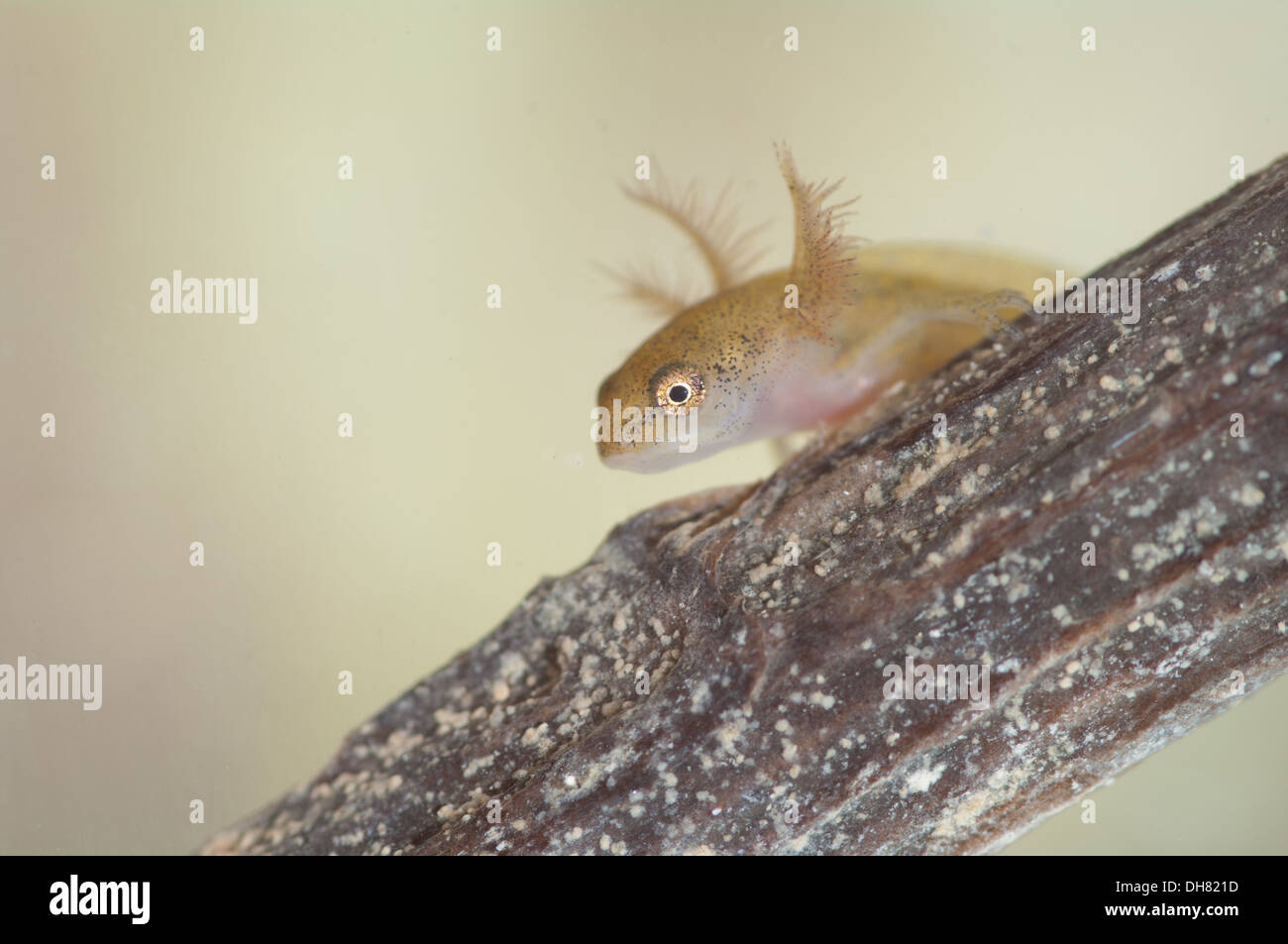 Glatt oder gemeinsame Newt Kaulquappe unter Wasser.  In einem fotografischen Aquarium genommen und zurück in die Wildnis unverletzt Stockfoto