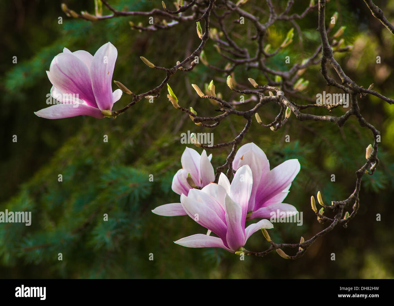 Magnolia Baum blüht im Frühling Garten Stockfoto
