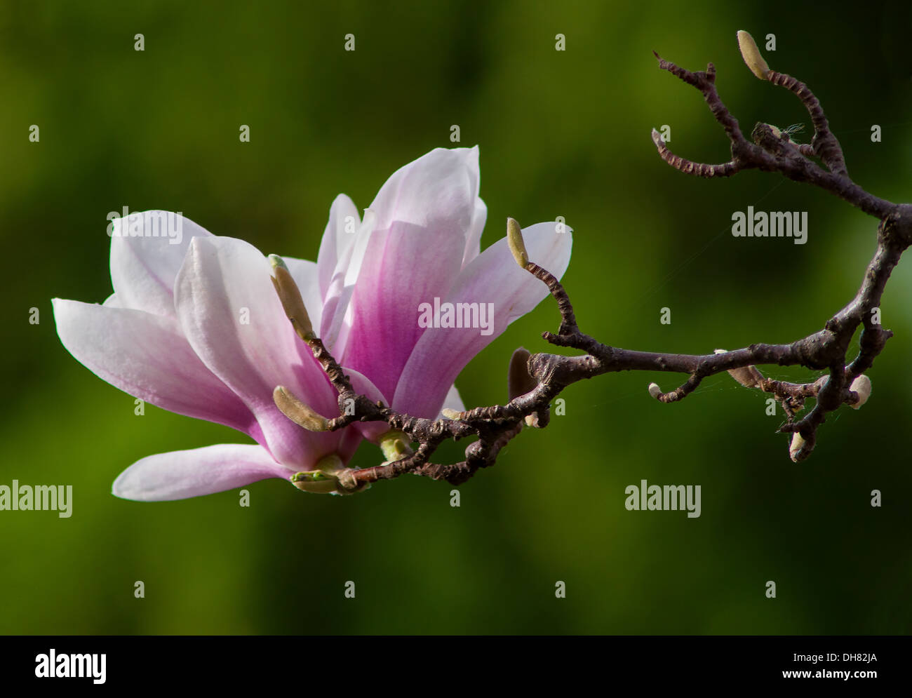 Magnolia Baum blüht im Frühling Garten Stockfoto
