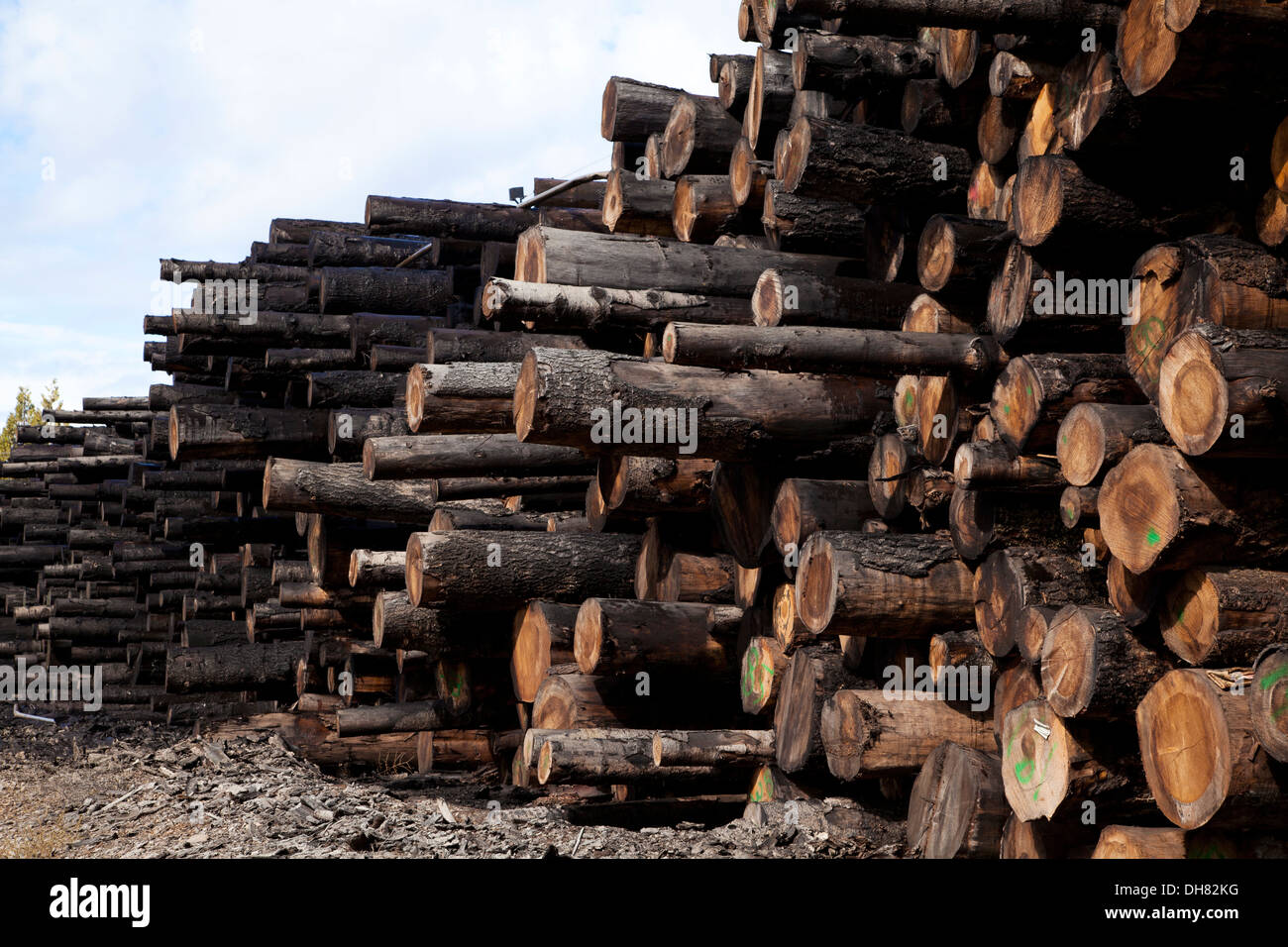 Protokoll-Stapel an Sägemühle in Nordkalifornien, 2013. Stockfoto