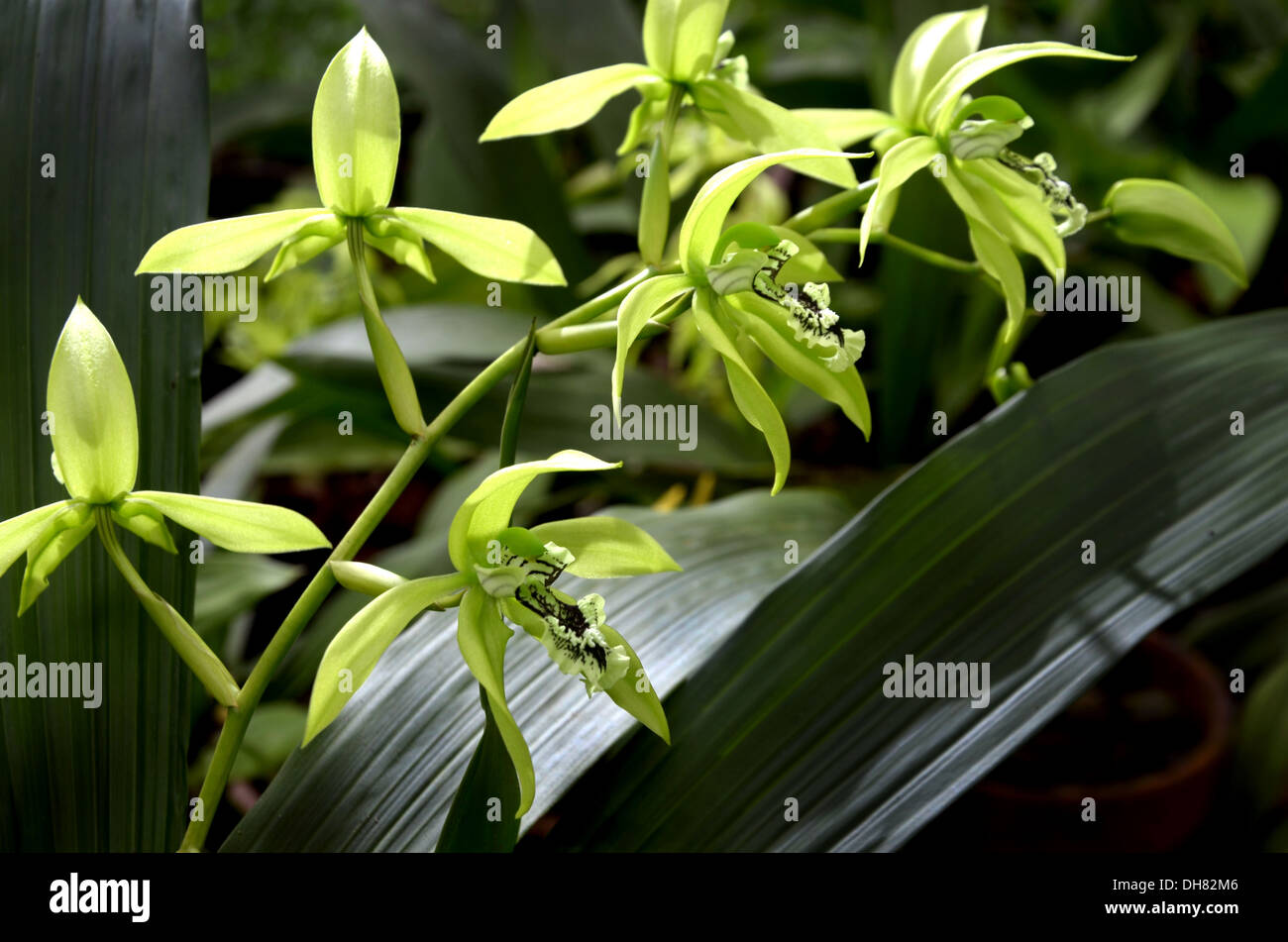 Schwarze Orchidee aus Borneo Stockfoto